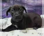 Gengar - Male Shepradors Dog for Adoption - Small photo