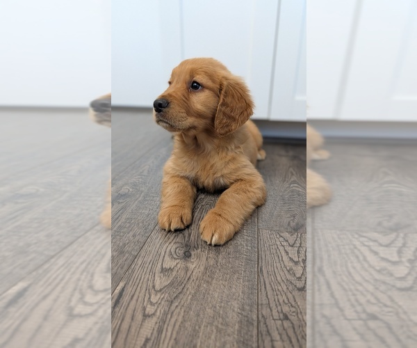 Medium Photo #3 Golden Retriever Puppy For Sale in ELVERTA, CA, USA