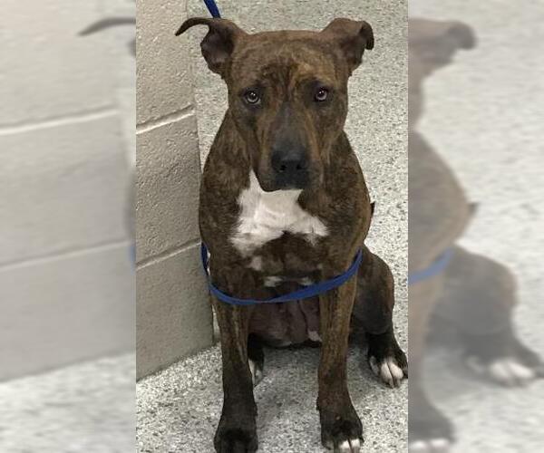 Medium Photo #1 Labrador Retriever-Unknown Mix Puppy For Sale in Conroe, TX, USA