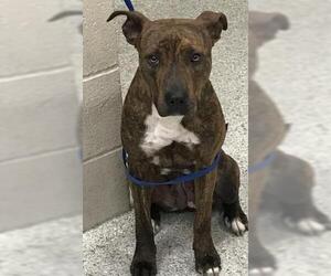 Labrador Retriever-Unknown Mix Dogs for adoption in Conroe, TX, USA