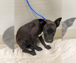 Mutt Dogs for adoption in Las Vegas, NV, USA