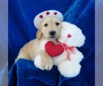 Small Photo #5 Golden Retriever Puppy For Sale in NORWOOD, MO, USA