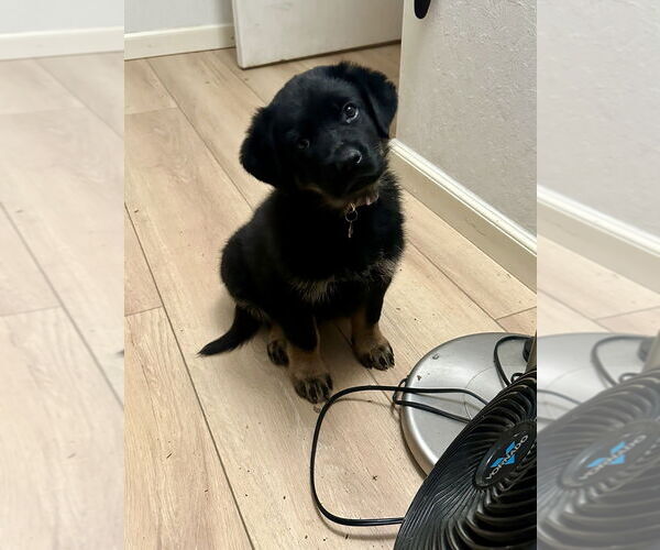 Medium Photo #1 German Shepherd Dog Puppy For Sale in West Sacramento, CA, USA