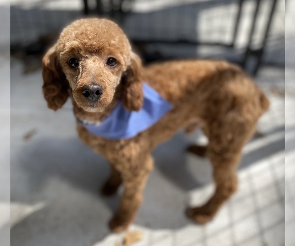 Medium Photo #1 ShihPoo Puppy For Sale in BONDUEL, WI, USA