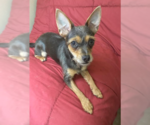 Small #3 Chihuahua Mix