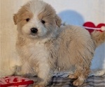 Puppy 2 Samoyed