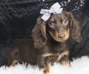 Dachshund Litter for sale in WARSAW, IN, USA