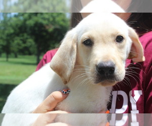 Labrador Retriever Puppy for sale in LOVELADY, TX, USA