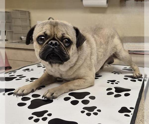 Medium Photo #1 Pug Puppy For Sale in San Antonio, TX, USA