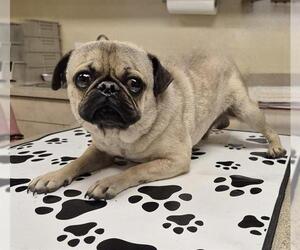 Pug Dogs for adoption in San Antonio, TX, USA