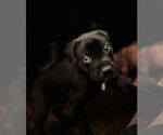 Small #2 Labrador Retriever Mix