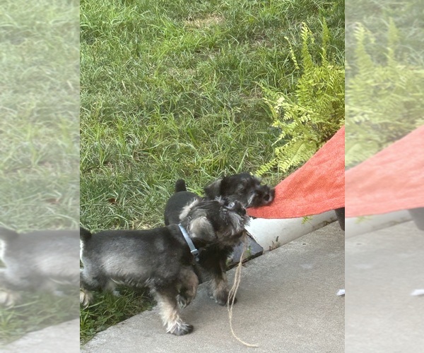 Medium Photo #5 Schnauzer (Miniature) Puppy For Sale in PLATTE CITY, MO, USA