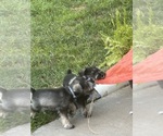 Small #4 Schnauzer (Miniature)