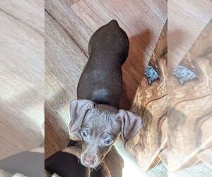 Dachshund Puppy for sale in GULFPORT, MS, USA
