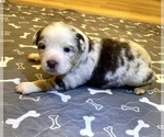 Puppy Girl 1 Australian Shepherd