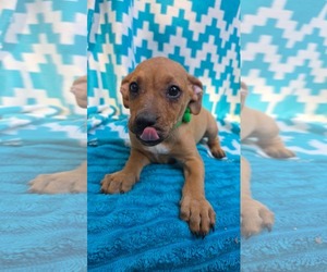 Blinky- pac man litter - Male Chihuahua-Unknown Mix Dog for Adoption - Photo #3