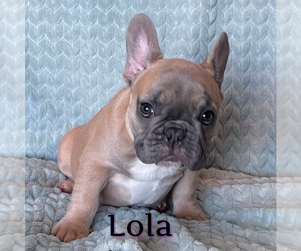 Medium Photo #20 French Bulldog Puppy For Sale in PERRIS, CA, USA