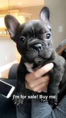 French Bulldog Puppy for sale in TRAVERSE CITY, MI, USA