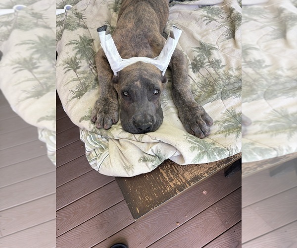 Medium Photo #1 Great Dane Puppy For Sale in LITCHFIELD, NH, USA