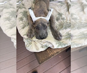 Great Dane Puppy for sale in LITCHFIELD, NH, USA