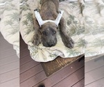 Image preview for Ad Listing. Nickname: Blue brindle