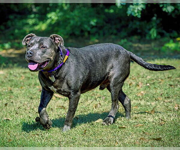 Medium Photo #2 American Staffordshire Terrier-Unknown Mix Puppy For Sale in Lake Wylie, SC, USA