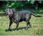 Small #1 American Staffordshire Terrier Mix