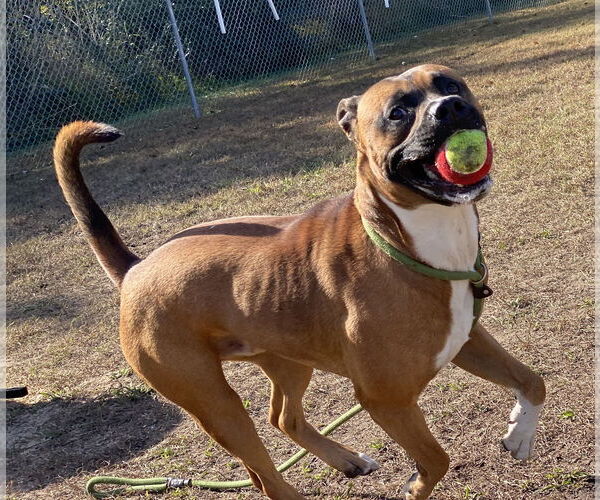 Medium Photo #5 Mutt Puppy For Sale in Virginia Beach, VA, USA