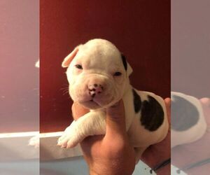 American Bulldog Puppy for sale in NEW DURHAM, NH, USA