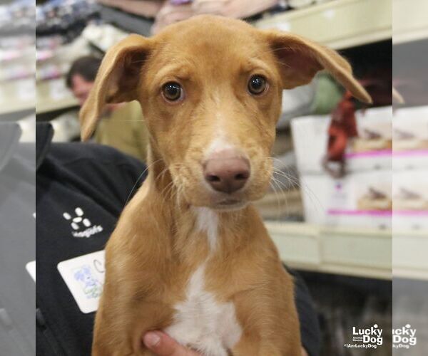 Medium Photo #3 Labrador Retriever-Unknown Mix Puppy For Sale in Washington, DC, USA