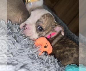 Medium Olde English Bulldogge