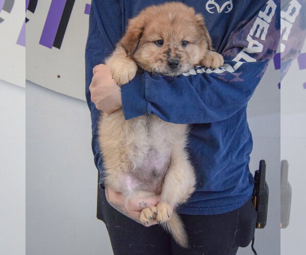 Medium Photo #3 Chow Chow-Unknown Mix Puppy For Sale in Huntley, IL, USA