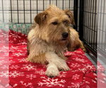 Small #2 Mutt