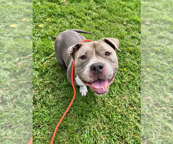 Medium Photo #1 American Staffordshire Terrier Puppy For Sale in Lawrenceville, NJ, USA