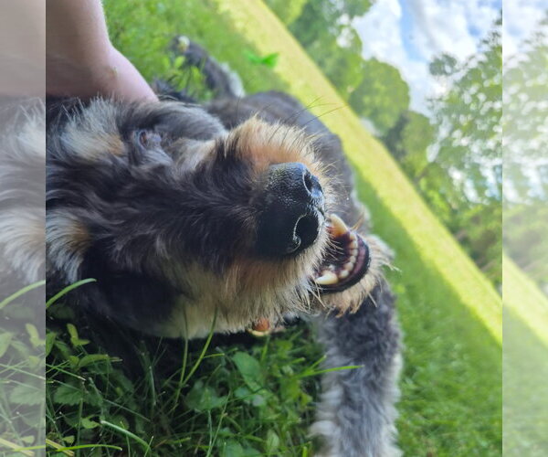 Medium Photo #2 Rottle Puppy For Sale in Techny, IL, USA