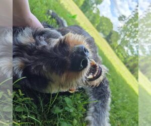 Odin - Male Rottle Dog for Adoption - Photo #2