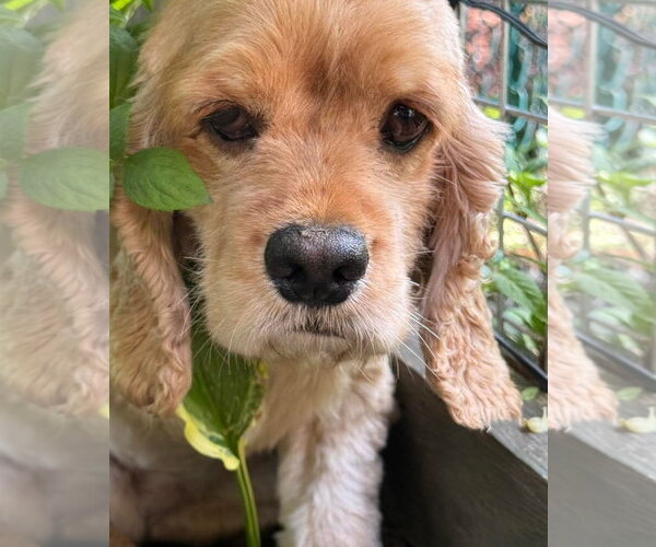 Medium Photo #5 Cocker Spaniel Puppy For Sale in Wheaton, IL, USA