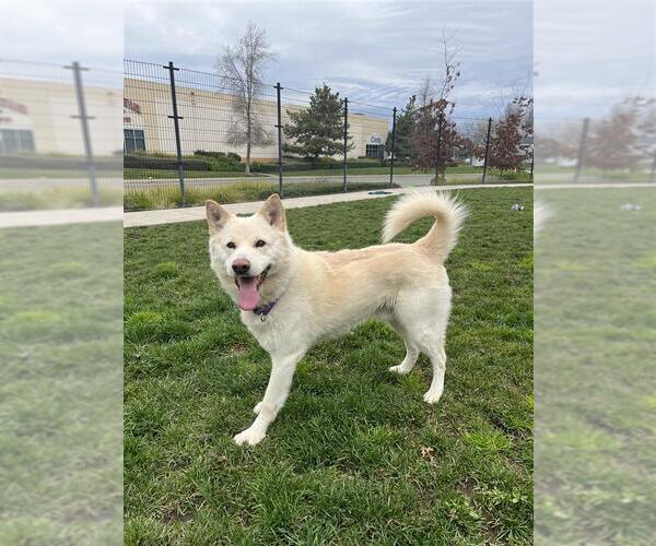 Medium Photo #5 Siberian Husky-Unknown Mix Puppy For Sale in Elk Grove, CA, USA