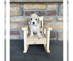 Small Photo #4 Cock-A-Poo Puppy For Sale in MORRIS, MN, USA