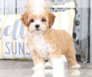 Lhasa-Poo Puppy for sale in MOUNT VERNON, OH, USA