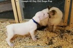 Small Photo #84 Dogo Argentino Puppy For Sale in PINEVILLE, MO, USA