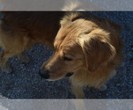 Small Photo #1 Golden Retriever Puppy For Sale in BLANCO, TX, USA