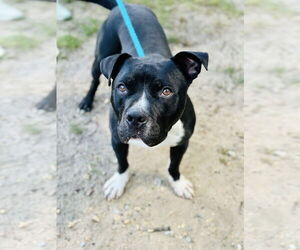 American Pit Bull Terrier Dogs for adoption in Jackson , NJ, USA