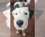 Small #1 Old English Sheepdog Mix