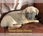Puppy Yellow Collar F Cane Corso