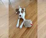 Small #3 Mutt