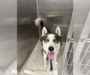 Medium Siberian Husky Mix