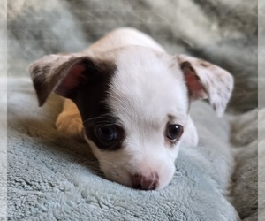 Chihuahua Puppy for sale in OREGON, WI, USA
