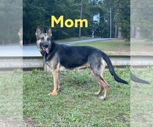 Mother of the German Shepherd Dog puppies born on 03/09/2022