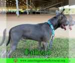 Small #10 American Pit Bull Terrier Mix